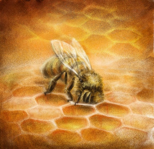 Пчелка по имени Солнечный Луч
