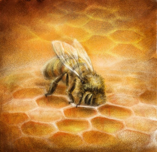 Бджілка на ім'я Сонячний Промінь