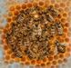 Бджілка на ім'я Сонячний Промінь (файл PDF и epub)